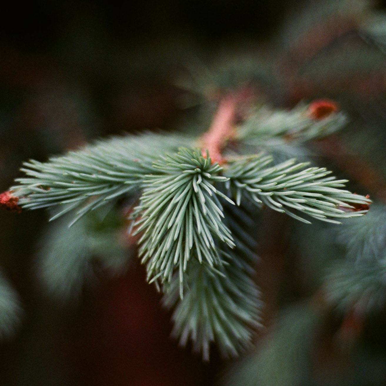 Blue Spruce Solid Shampoo