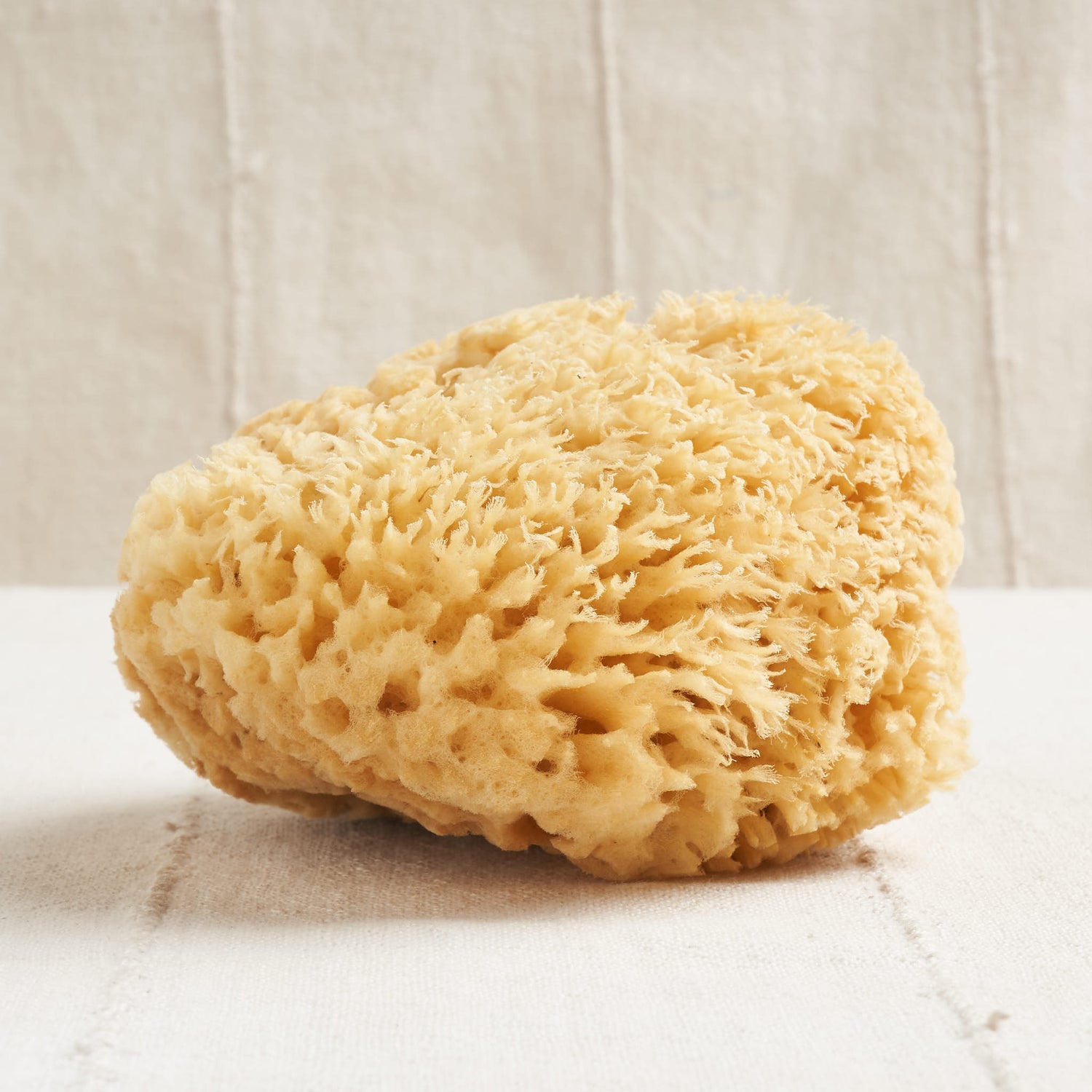 Oversized Bathing Sea Sponge